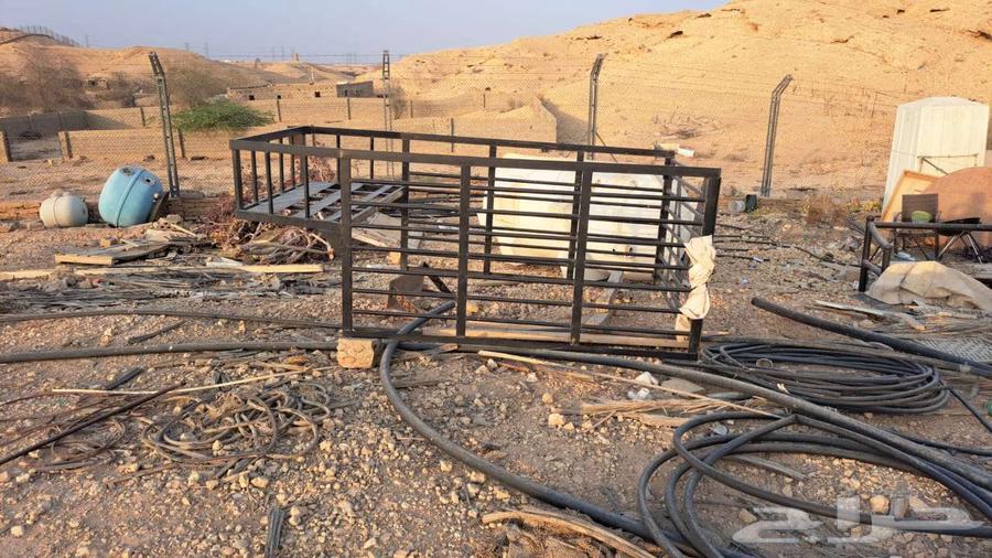 شبك ددسن64252271838465110