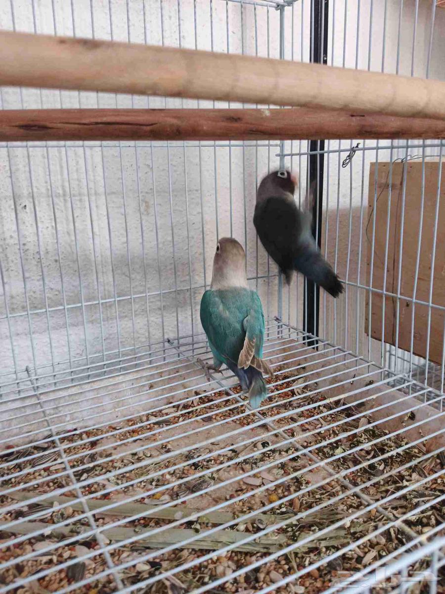 Fischer's pair, rare63619066559235112