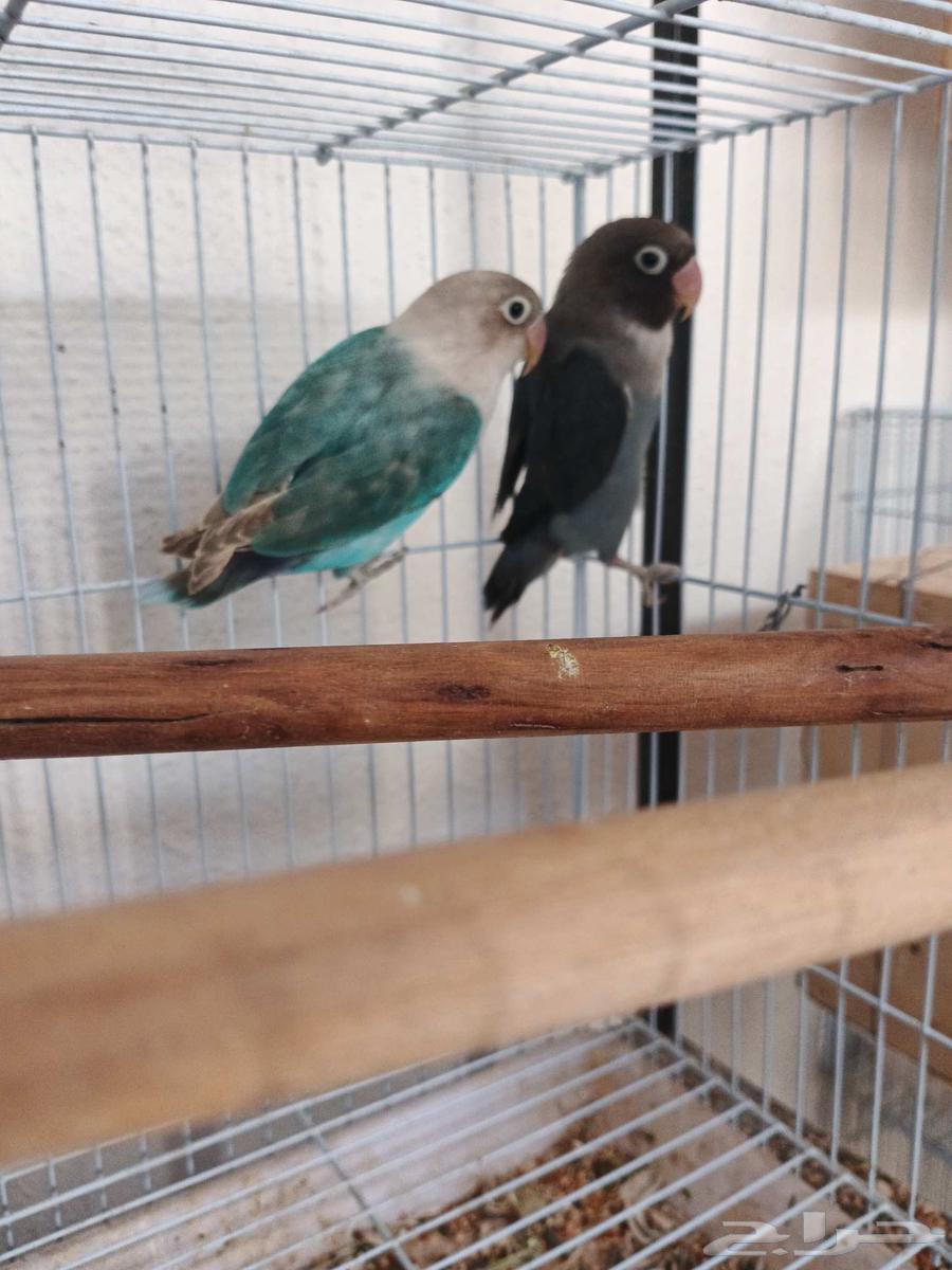 Fischer's pair, rare63619066559235113