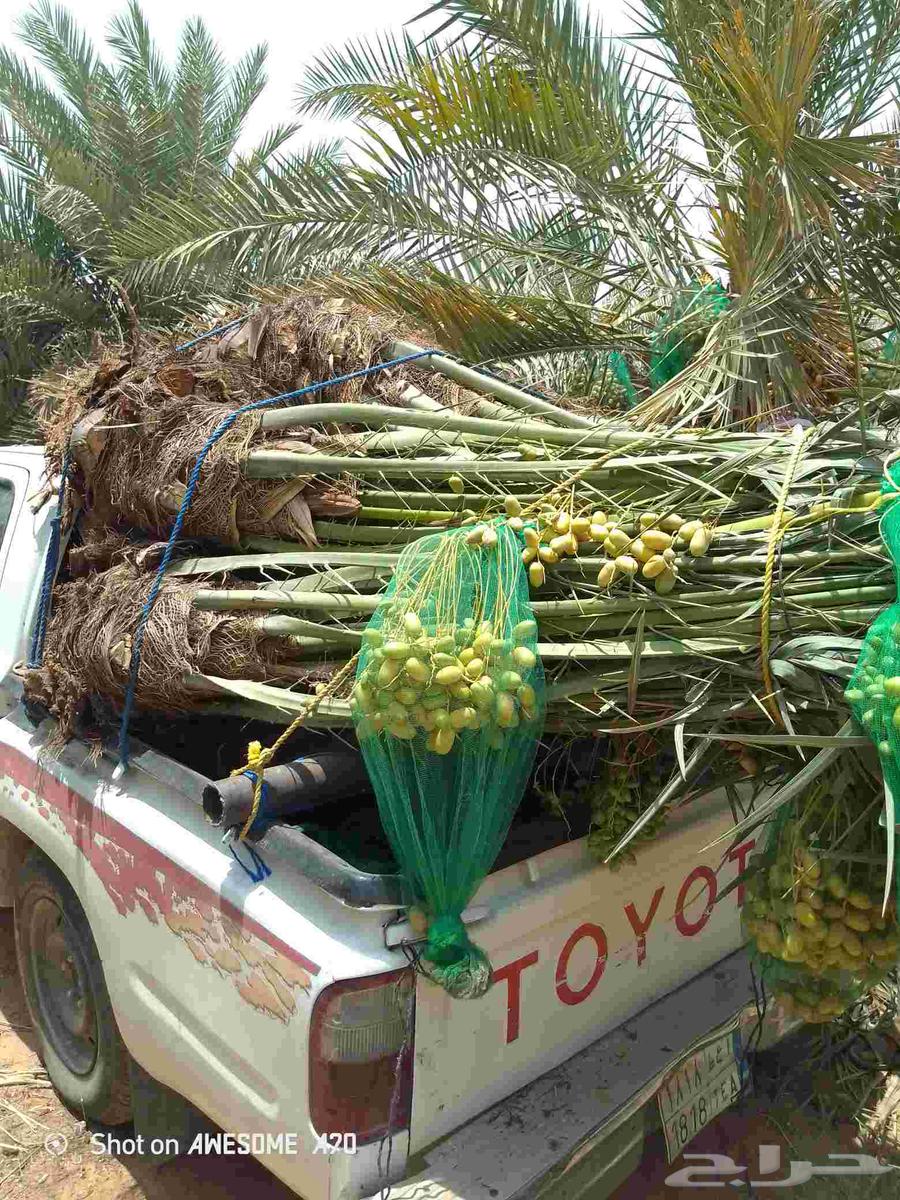 ارياض المزحميه تبرك الجله لبخه القرنه الدودمي البجاديه عفيف64256222091521114