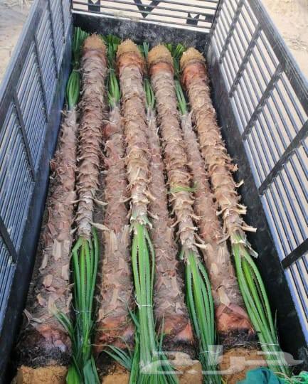 ارياض المزحميه تبرك الجله لبخه القرنه الدودمي البجاديه عفيف64256222091521113