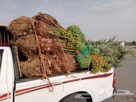 ارياض المزحميه تبرك الجله لبخه القرنه الدودمي البجاديه عفيف64256222091521110