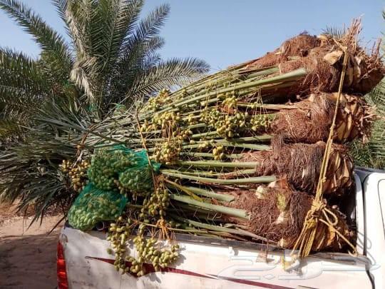 ارياض المزحميه تبرك الجله لبخه القرنه الدودمي البجاديه عفيف64256222091521111