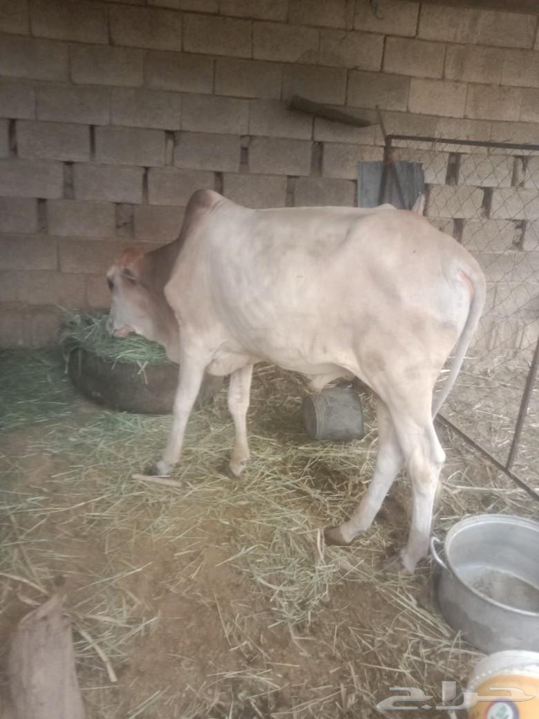 We present for sale a one-year-old calf, located in Al Rawabi neighborhood, Al Ardiah63968828067457110