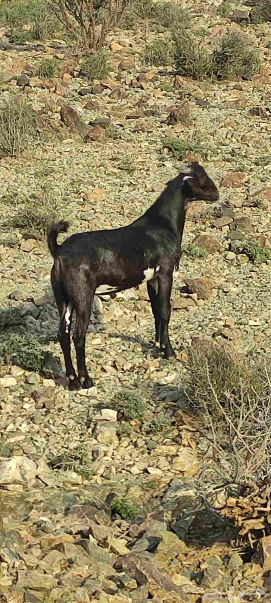 تيس صنف على السوم يبدا من 3000 ريال64403822942082110