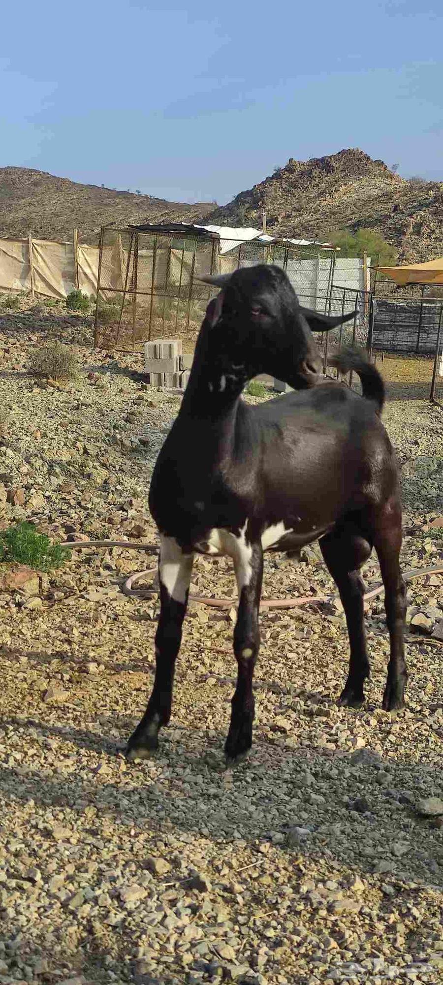 تيس صنف على السوم يبدا من 3000 ريال64403822942082111