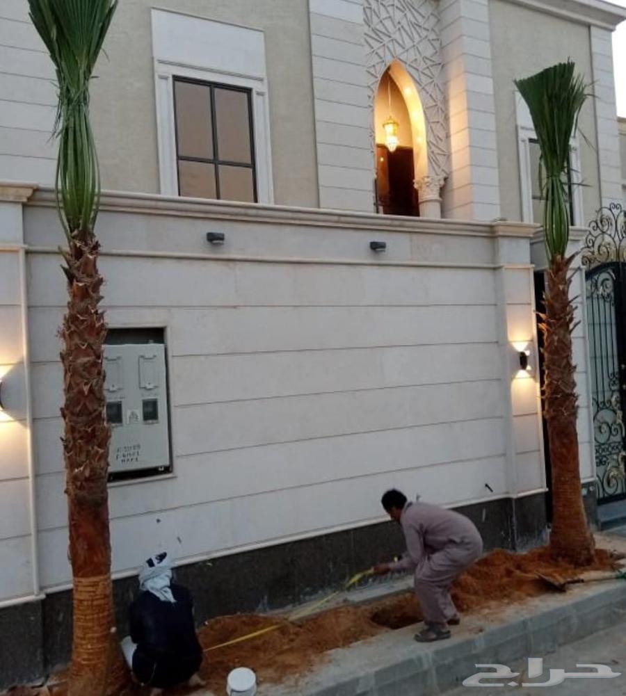 نخل واشنطني للبيع نخيل واشنطنونيا عربي مثمر جميع المواقع64403958420738111