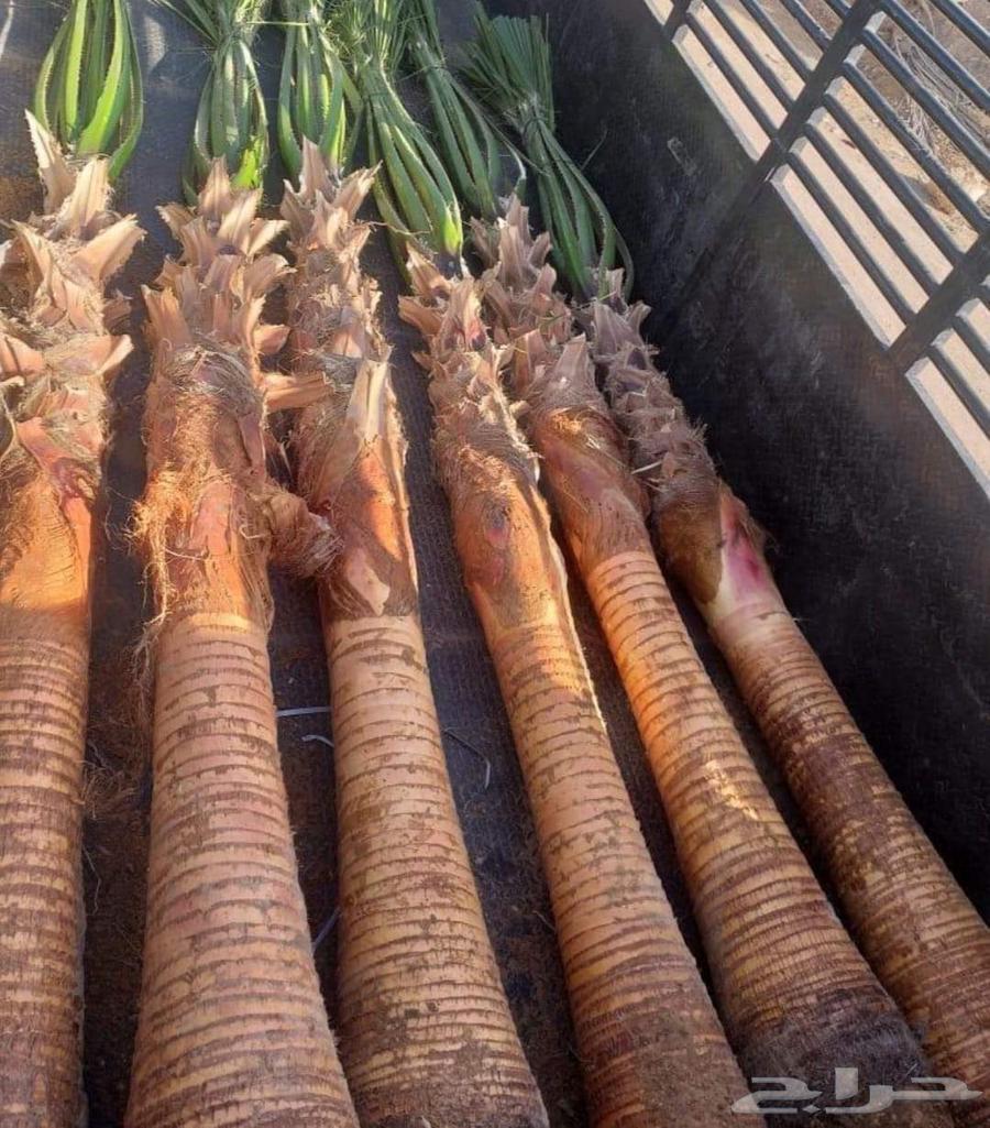 نخل واشنطني للبيع نخيل واشنطنونيا عربي مثمر جميع المواقع64403958420738112