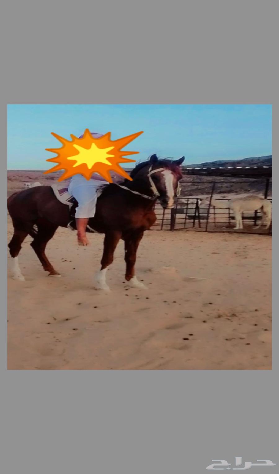 Arabian horse for sale, age 3 years, price 3000 conditional, and the rest of the information64402831417985110