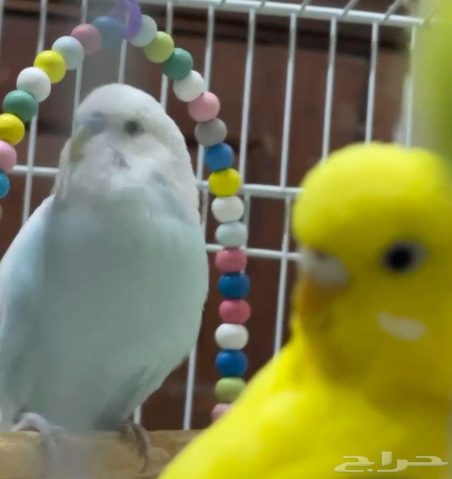 Pair of Badji birds, product blessed by Al-Rahman, with all accessories (Sold)64403184814721110