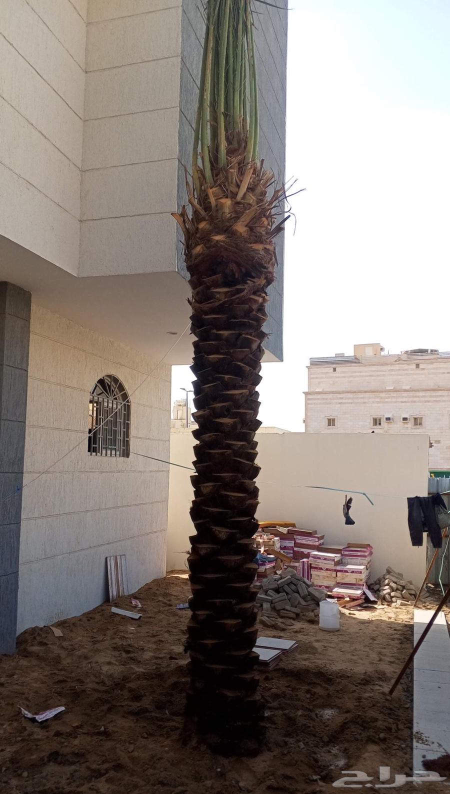 نخل للبيع في مكه الطائف جده بجميع انواعه وجميع المقاسات64403665307522114