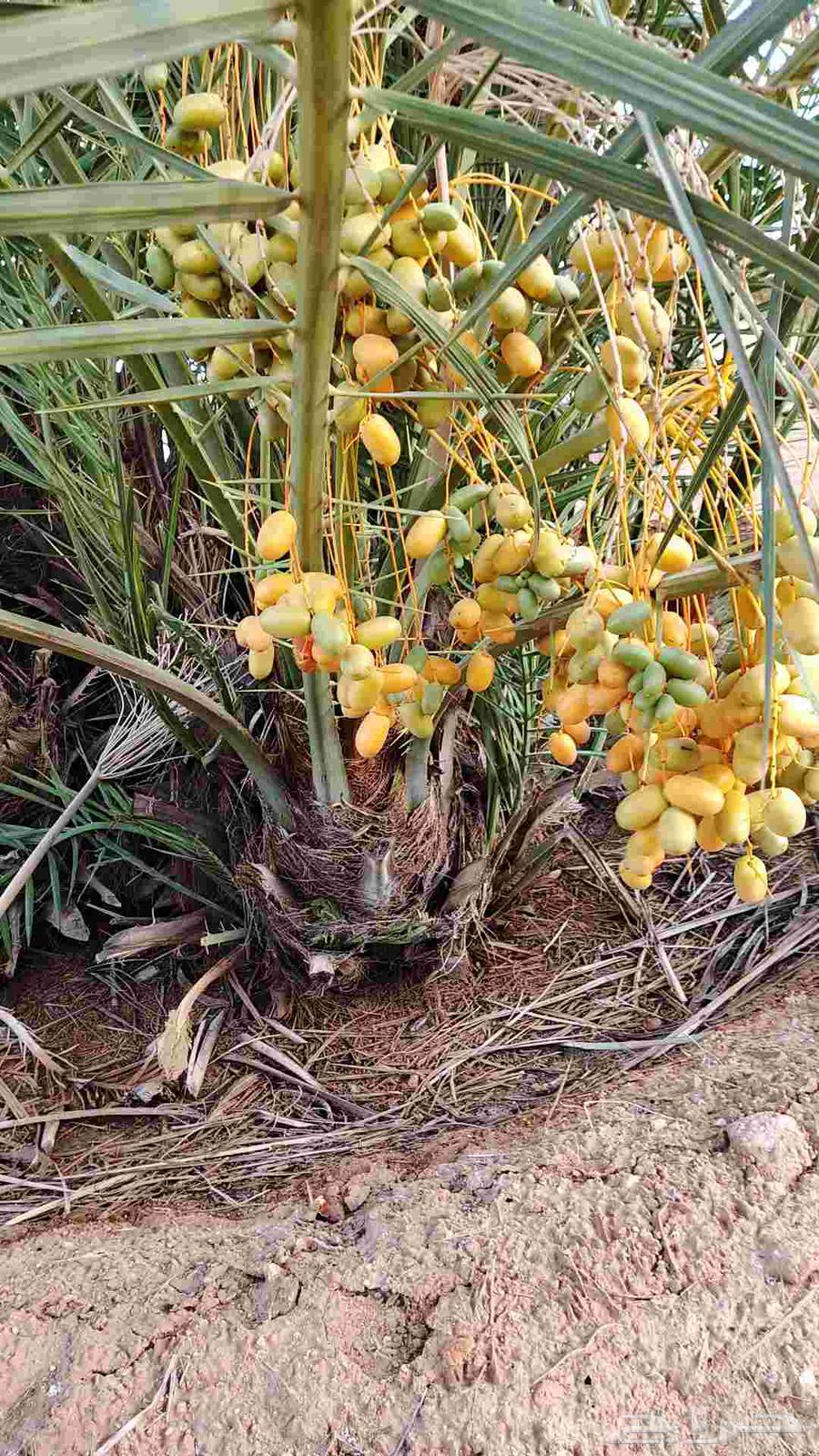 نخل للبيع64402428723074113