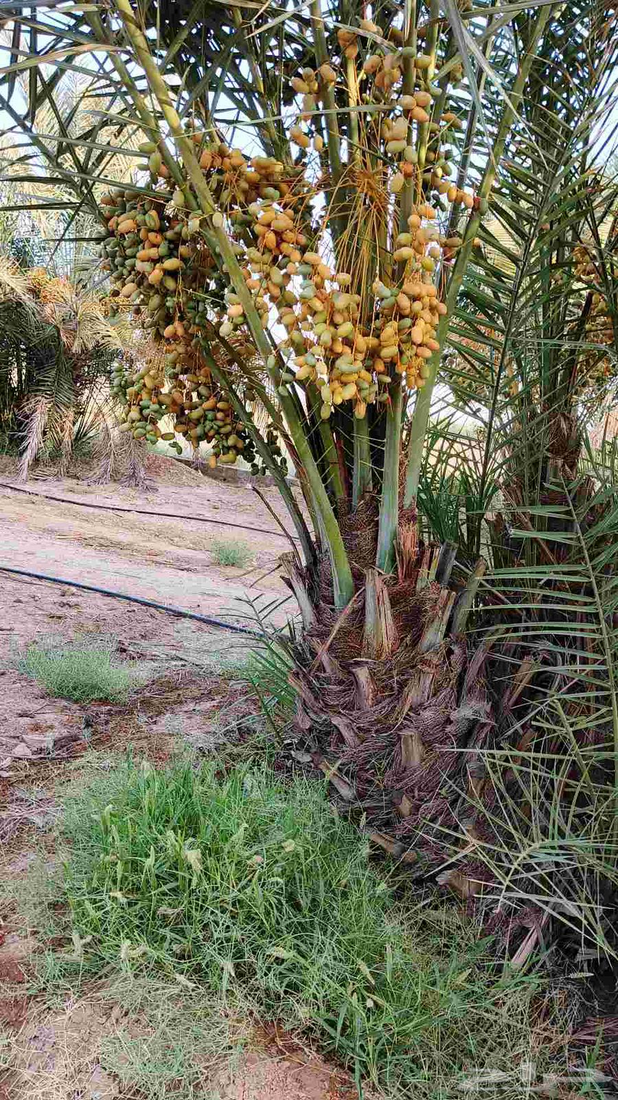 نخل للبيع64402428723074112