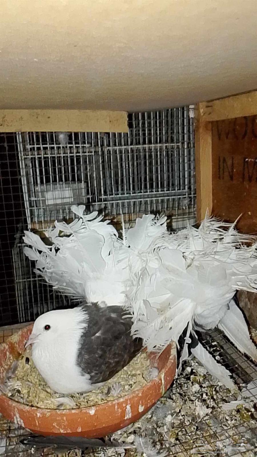 Solar pigeon with chicks64404528489859110