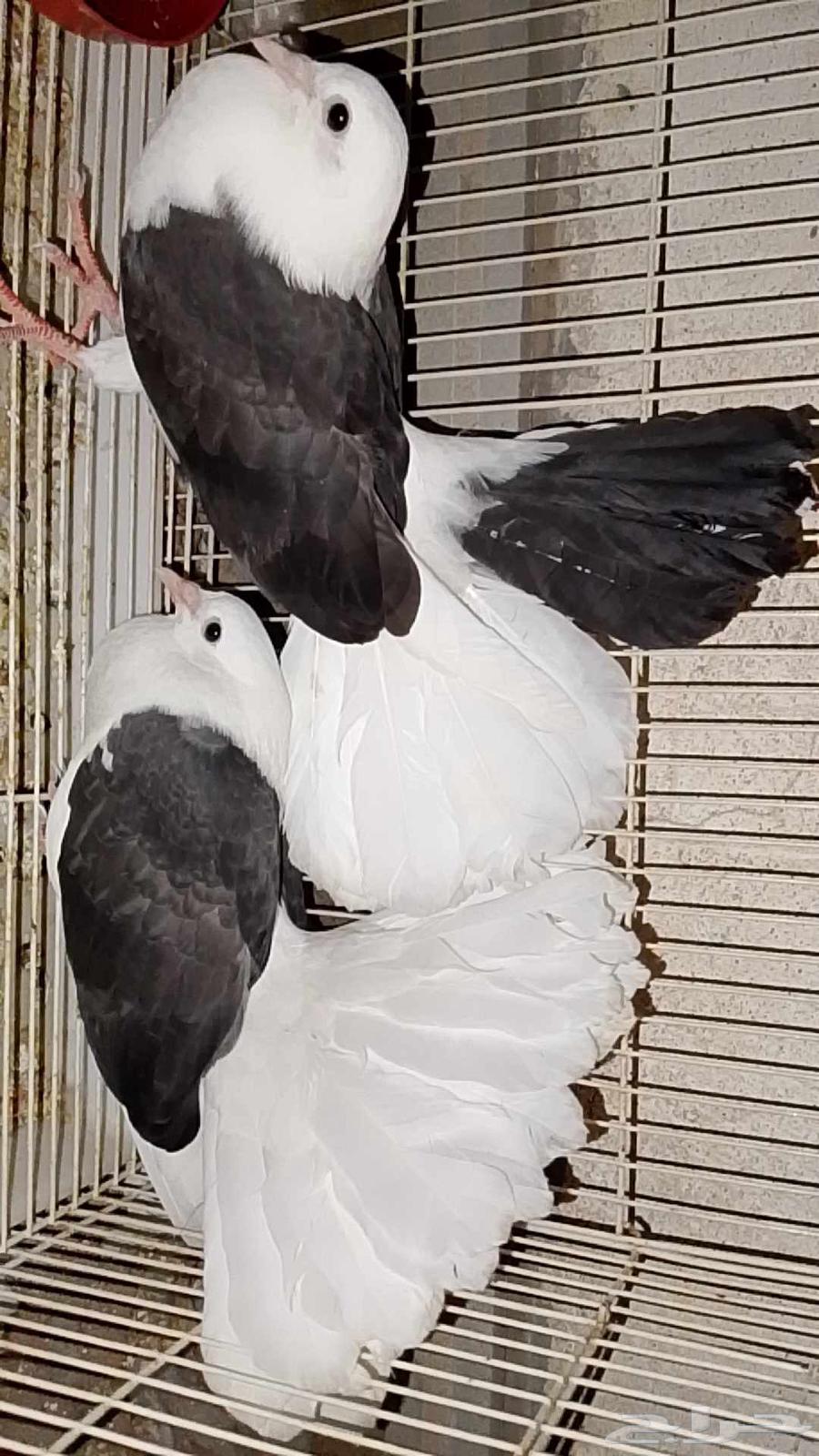 Solar pigeon with chicks64404528489859111