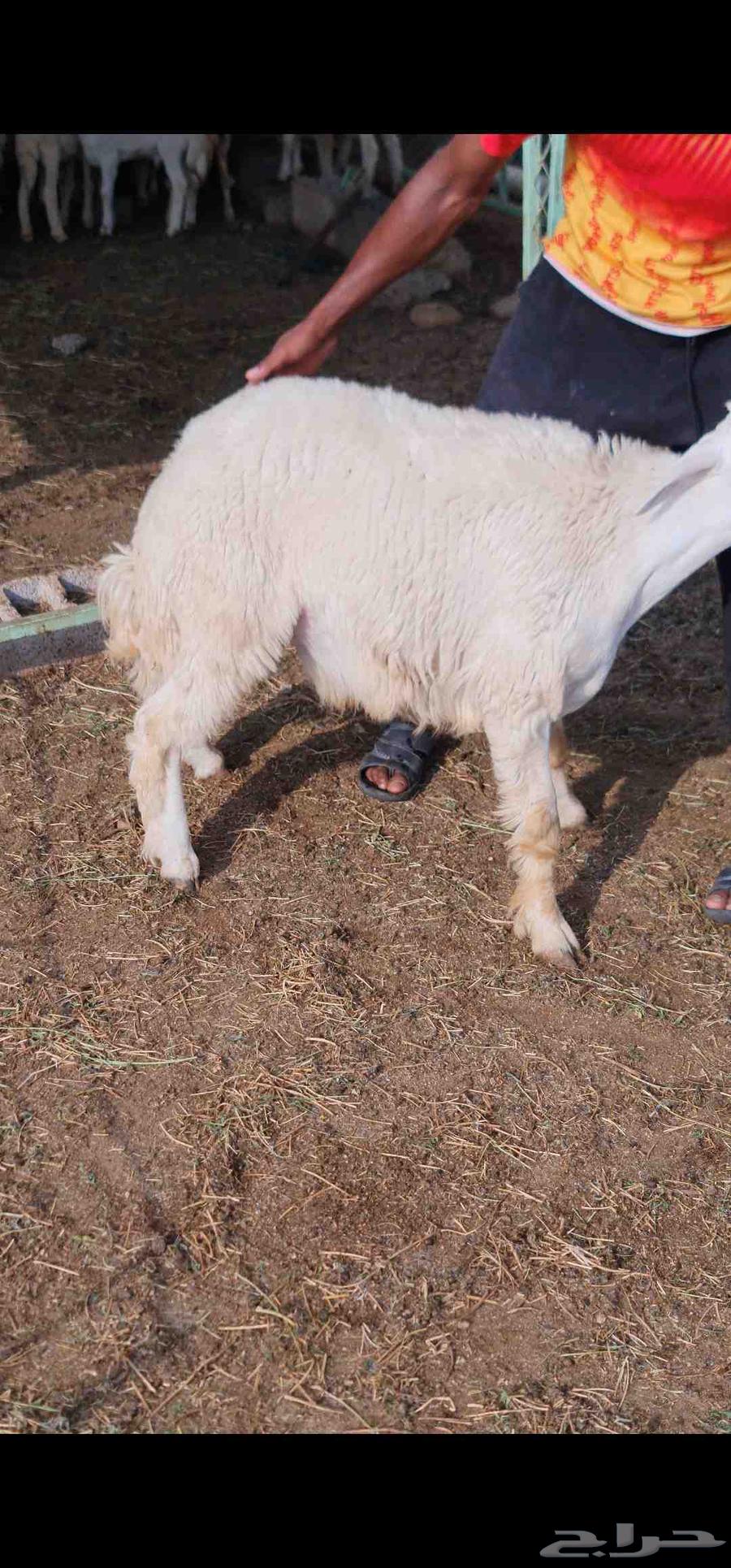 أرضية ارضيه أرض ارض للبيع64402761952003111