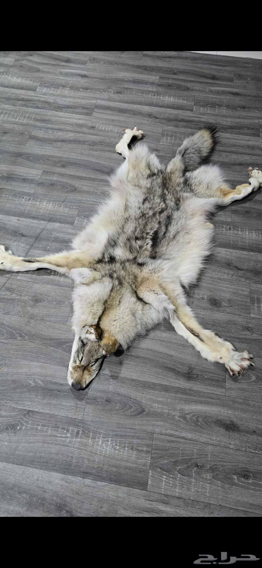 سجادة ذئب64403362672898111