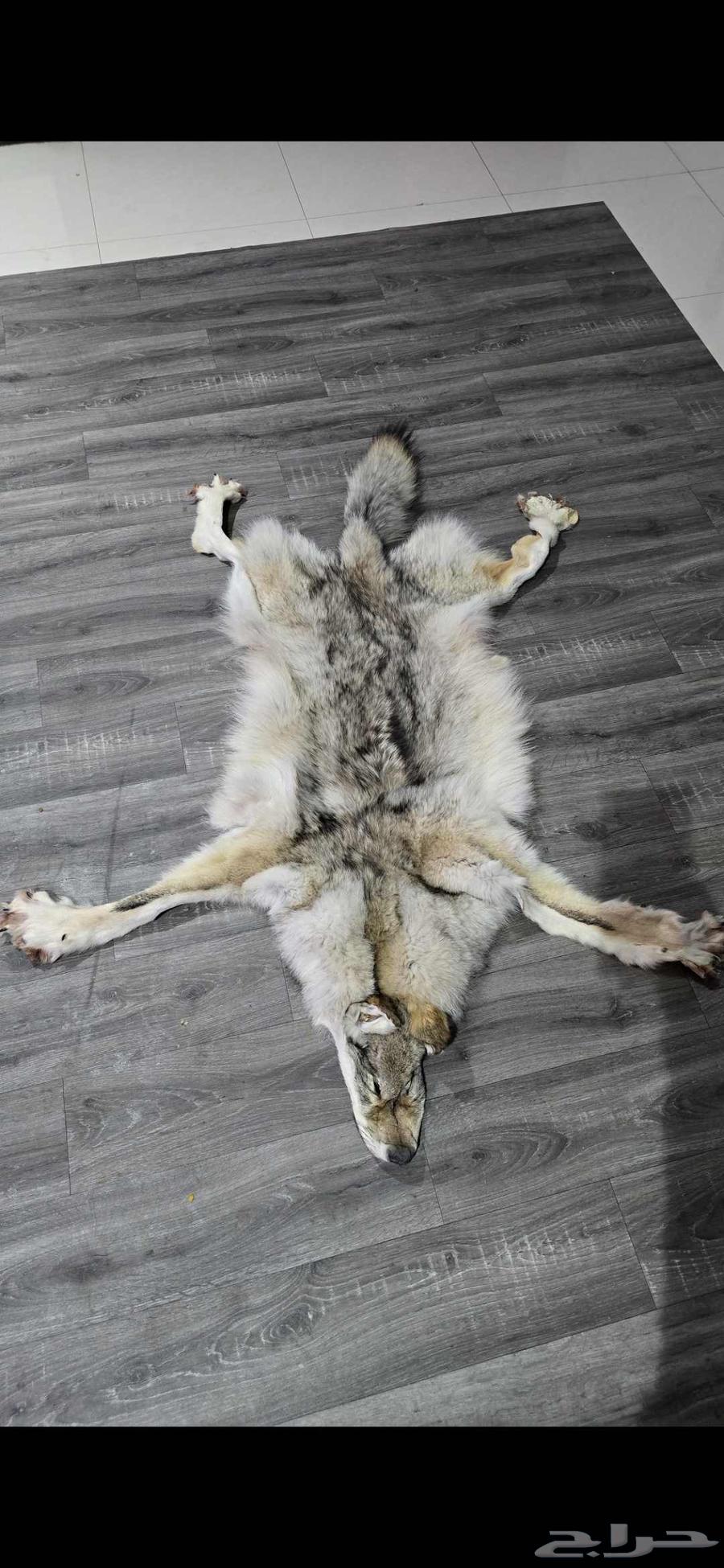 سجادة ذئب64403362672898110