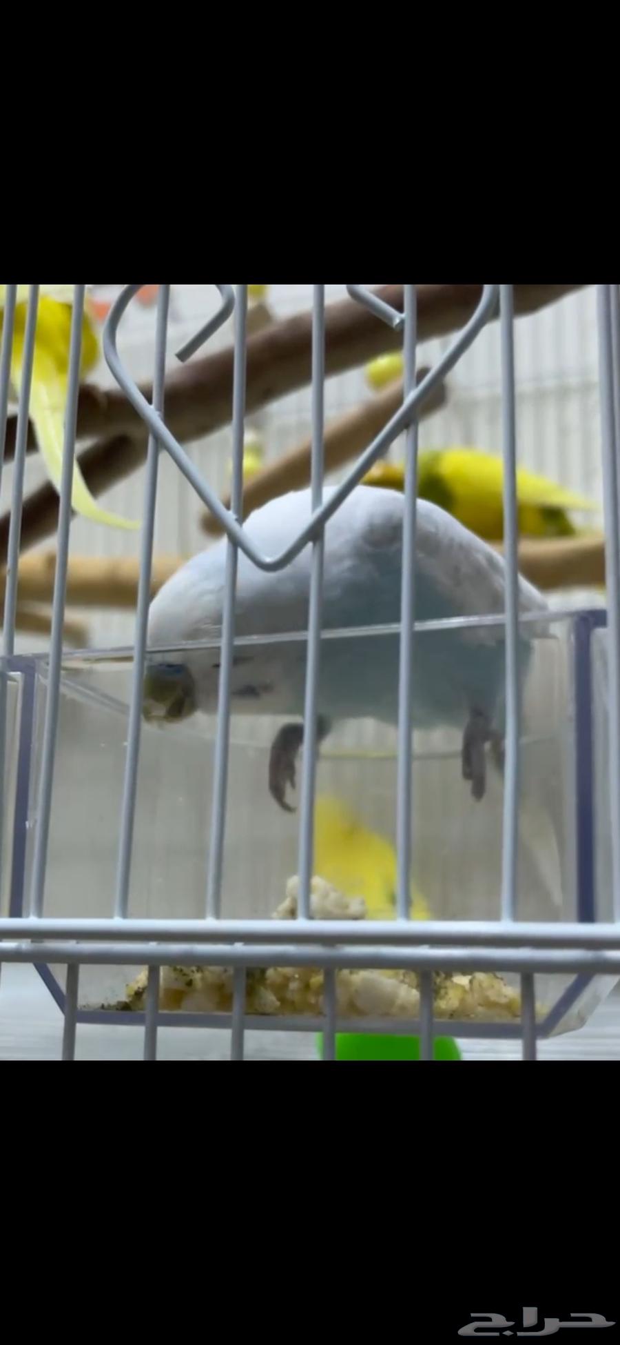 Pair of Badji birds, product blessed by Al-Rahman, with all accessories (Sold)64403184814721112