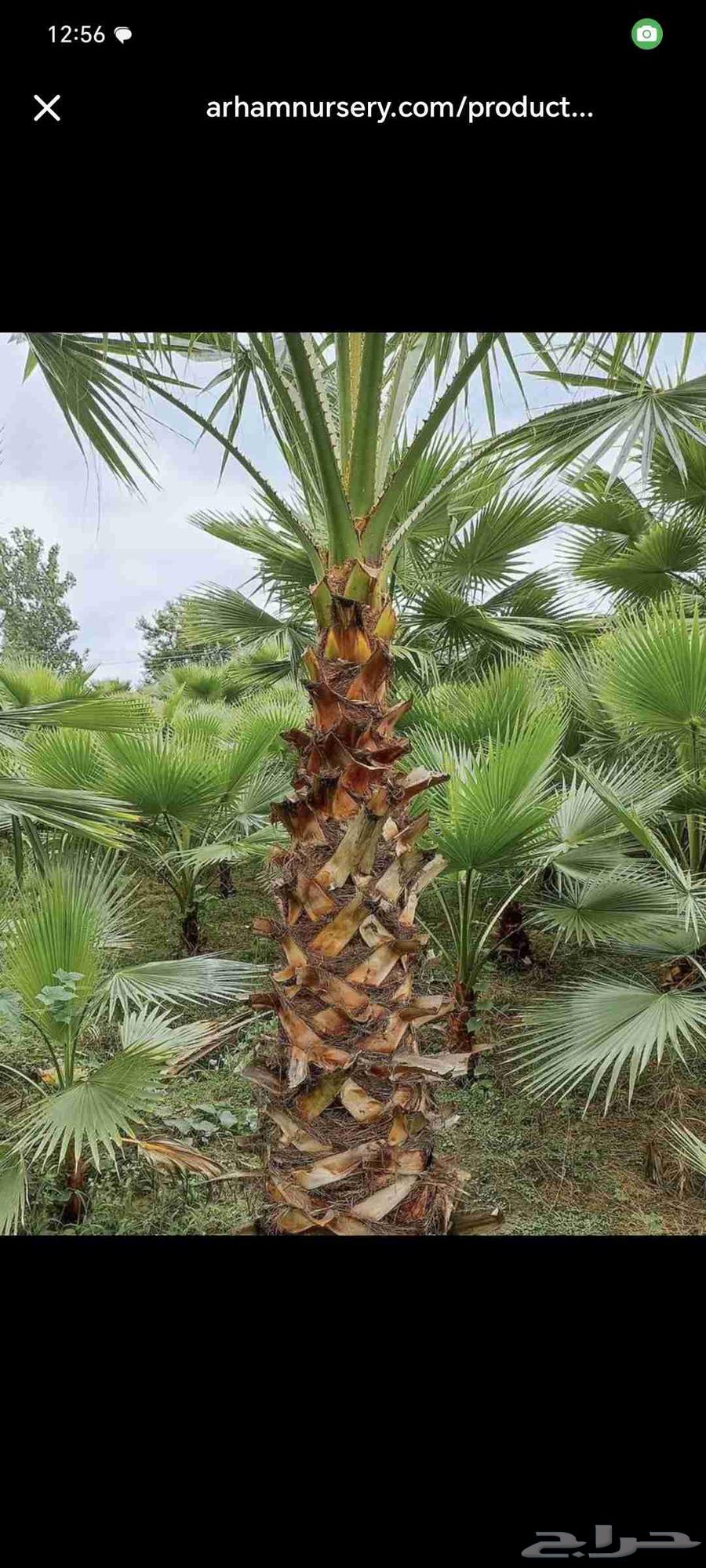 Washington Palms for Sale - Eastern Region with Delivery and Planting63619568370947111