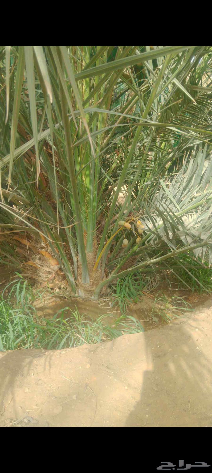 فسايل نخيل مجدولي للبيع64404694494083112