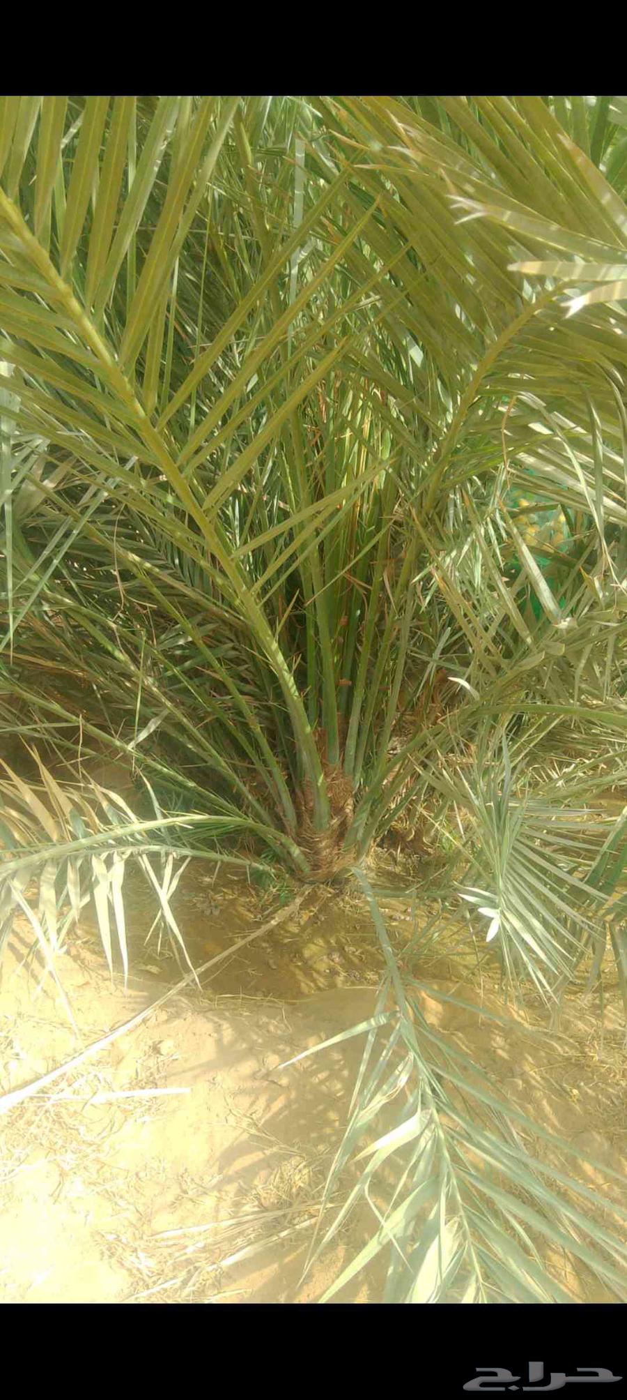فسايل نخيل مجدولي للبيع64404694494083111