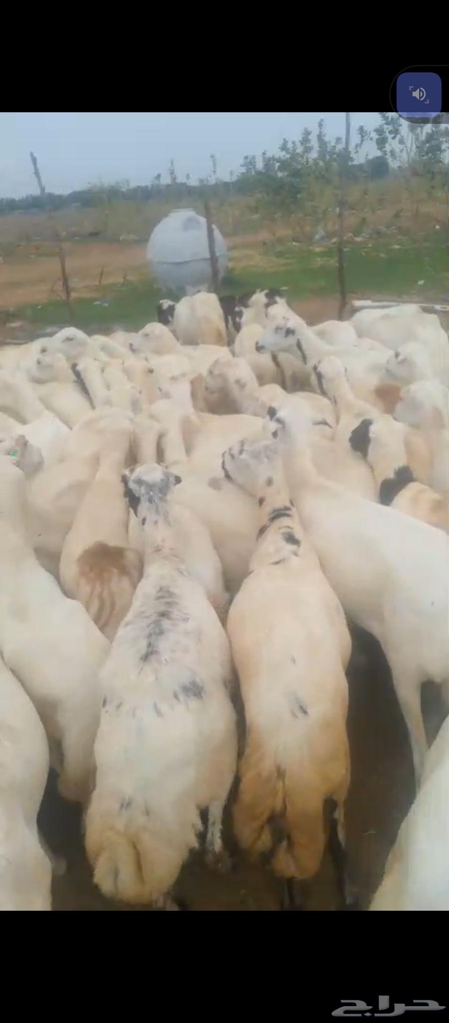 السلام عليكم يوجد ضان رفيديات مراح واحد العدد60دفيع سن. وديس64404361506562111