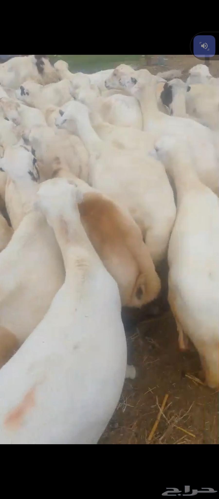 السلام عليكم يوجد ضان رفيديات مراح واحد العدد60دفيع سن. وديس64404361506562110