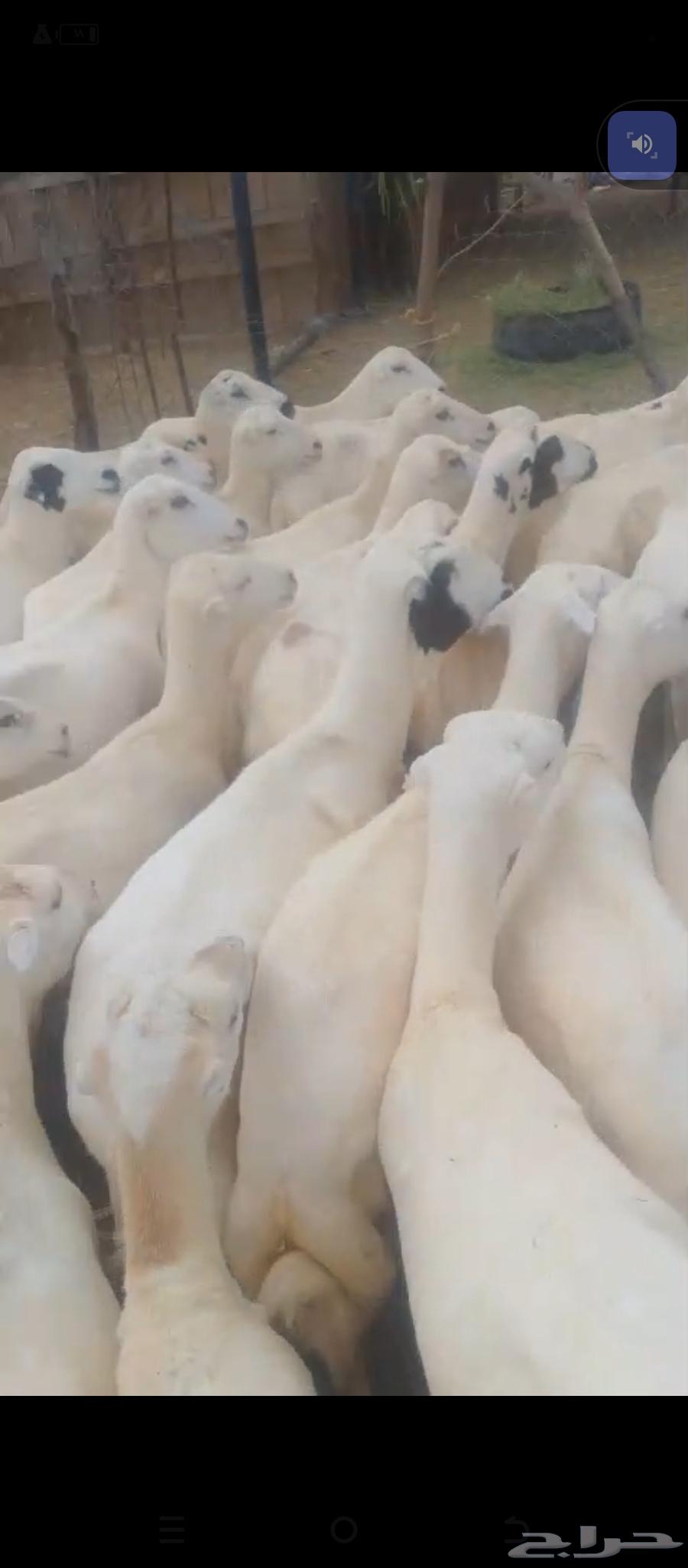 السلام عليكم يوجد ضان رفيديات مراح واحد العدد60دفيع سن. وديس64404361506562113