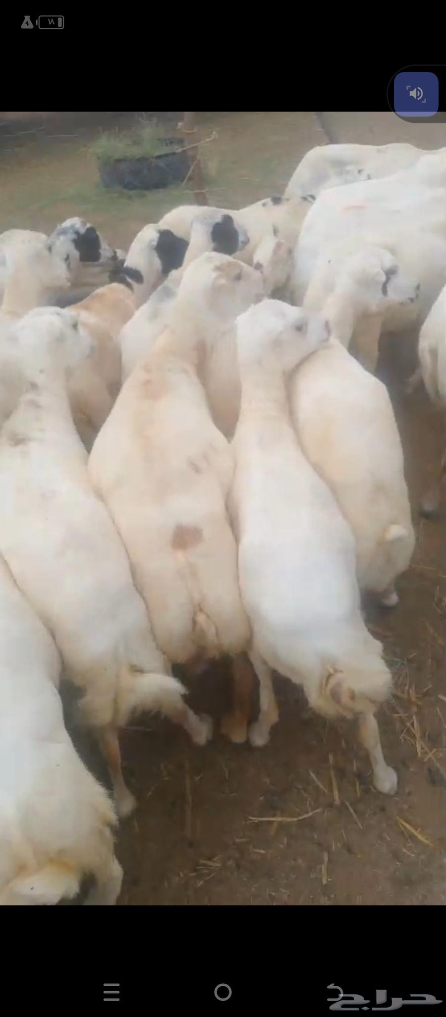 السلام عليكم يوجد ضان رفيديات مراح واحد العدد60دفيع سن. وديس64404361506562114