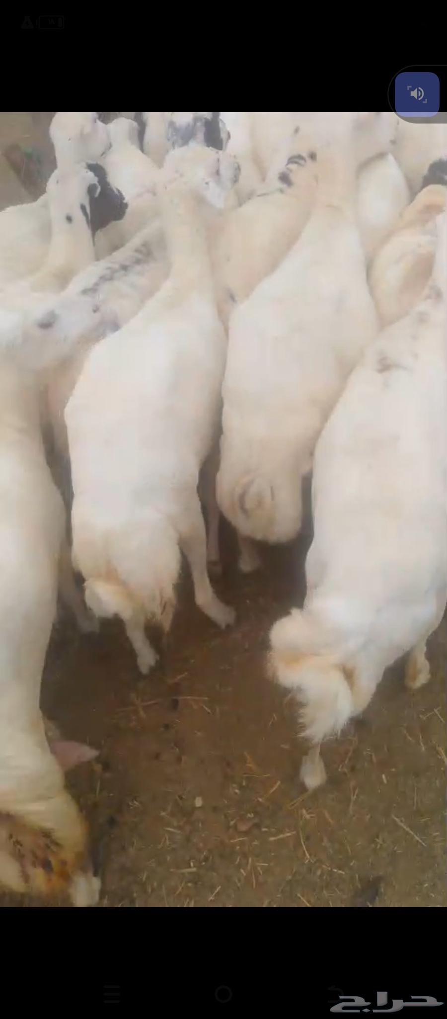 السلام عليكم يوجد ضان رفيديات مراح واحد العدد60دفيع سن. وديس64404361506562112