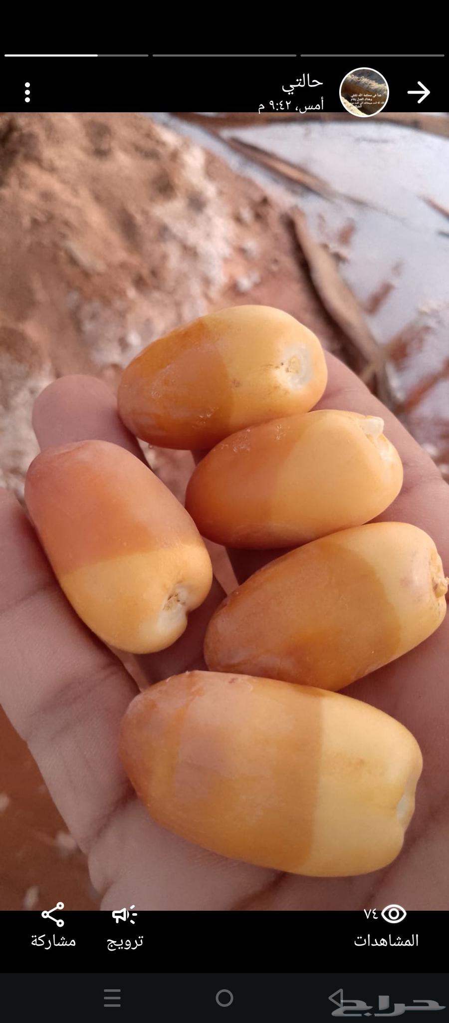 نخل للبيع64402428723074111