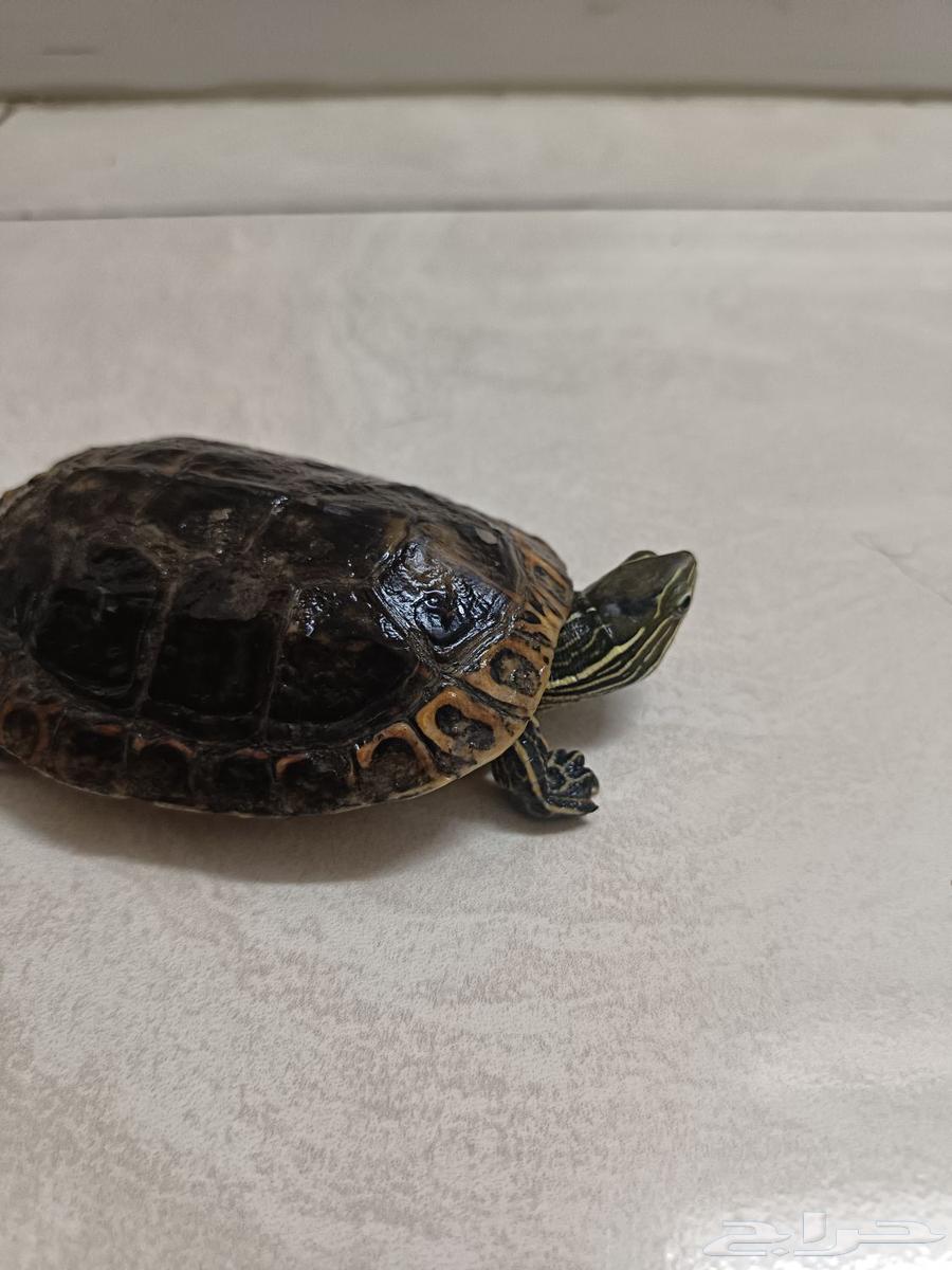 سلحفاة برمائية للبيع64404486474754110