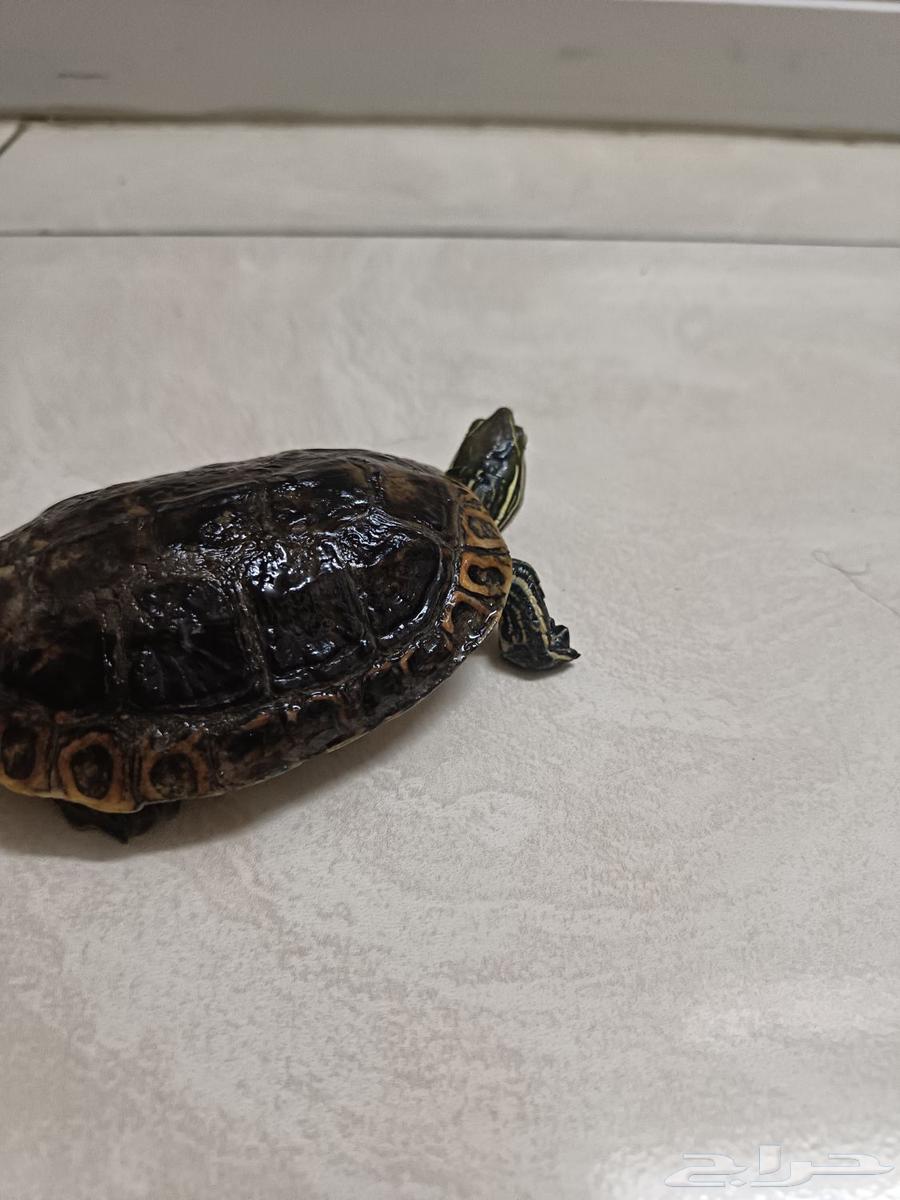 سلحفاة برمائية للبيع64404486474754111