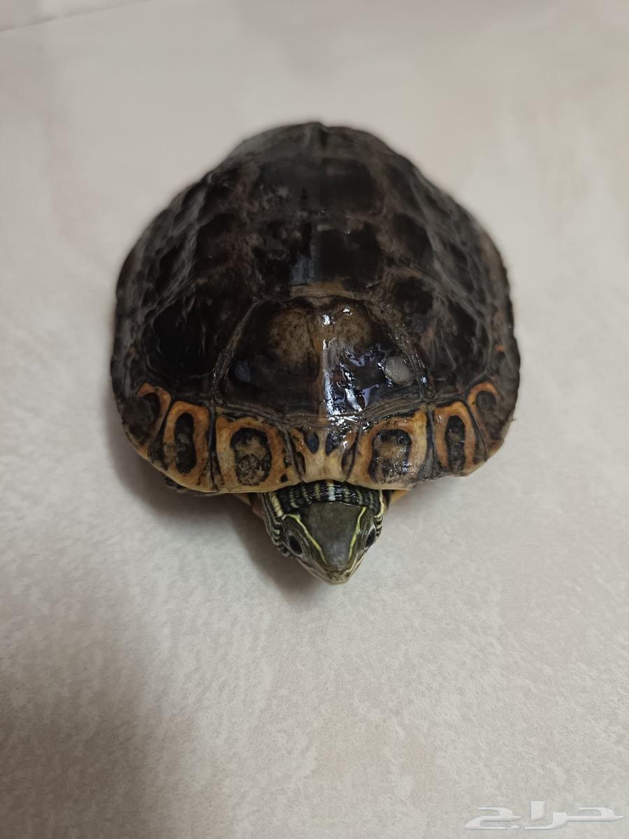 سلحفاة برمائية للبيع64404486474754114