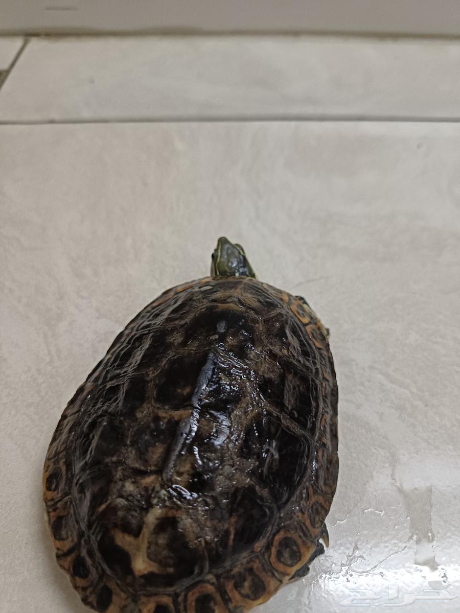 سلحفاة برمائية للبيع64404486474754112