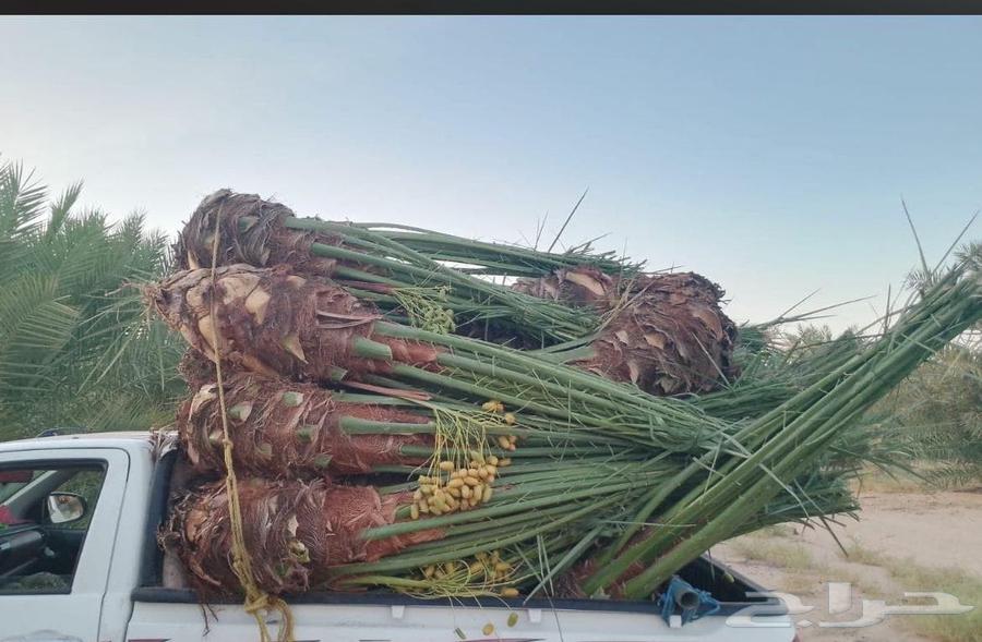 Palm trees for sale in all types and sizes63619648847746113