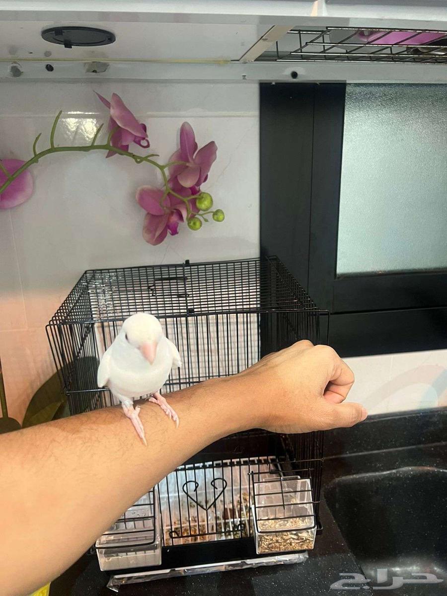 Roz w Leaf w Hedd64402581177346110