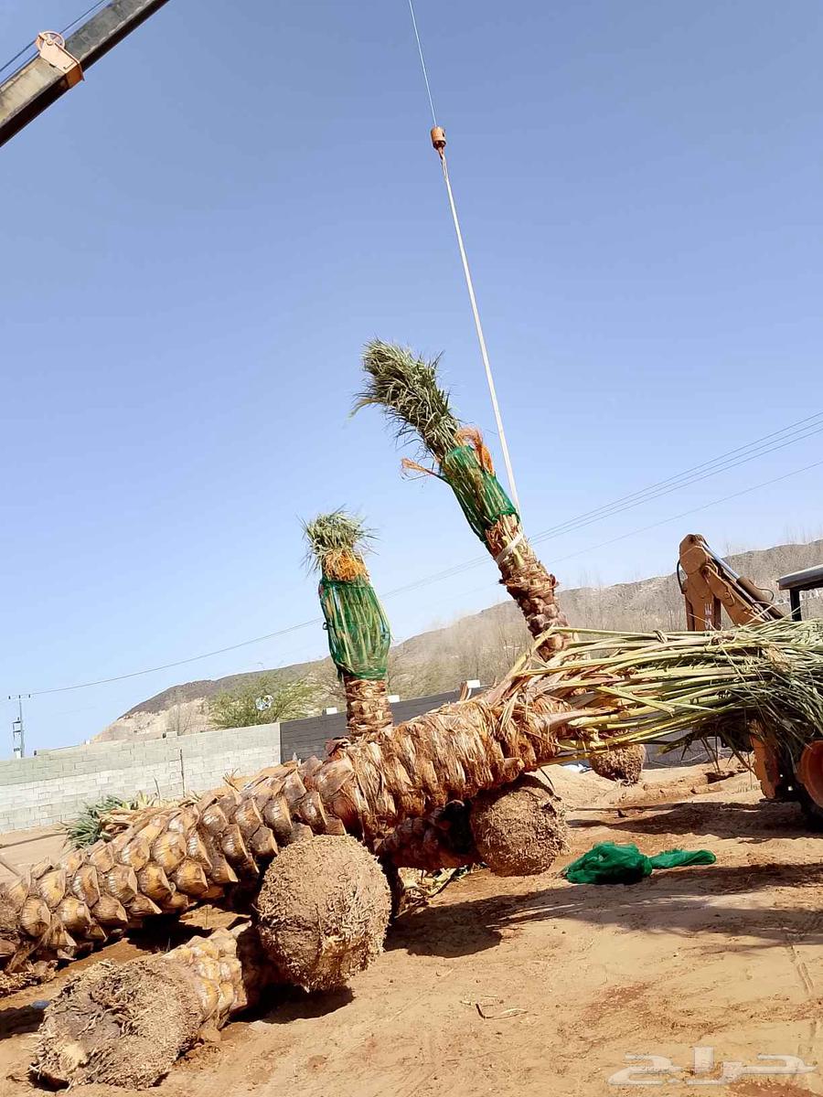 انخل للبيع64404097896193110