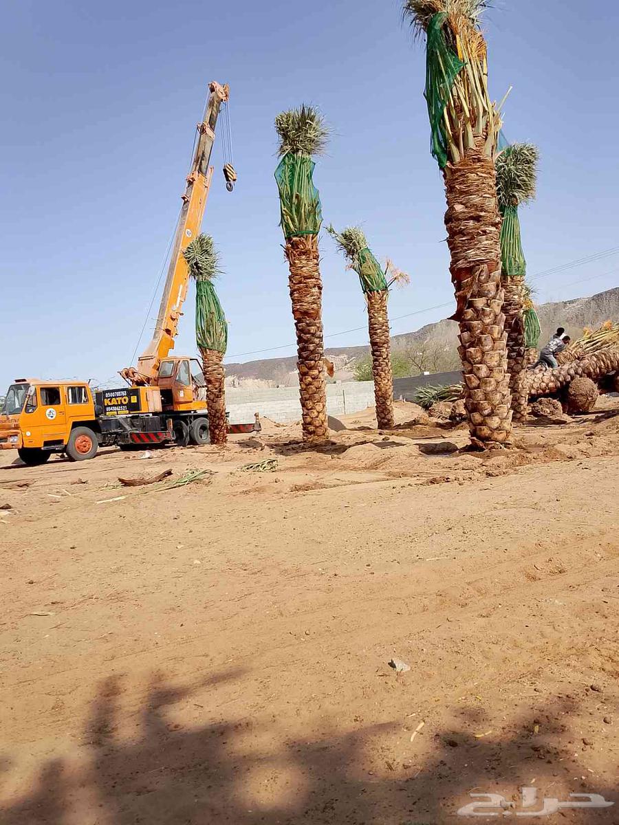 انخل للبيع64404097896193114