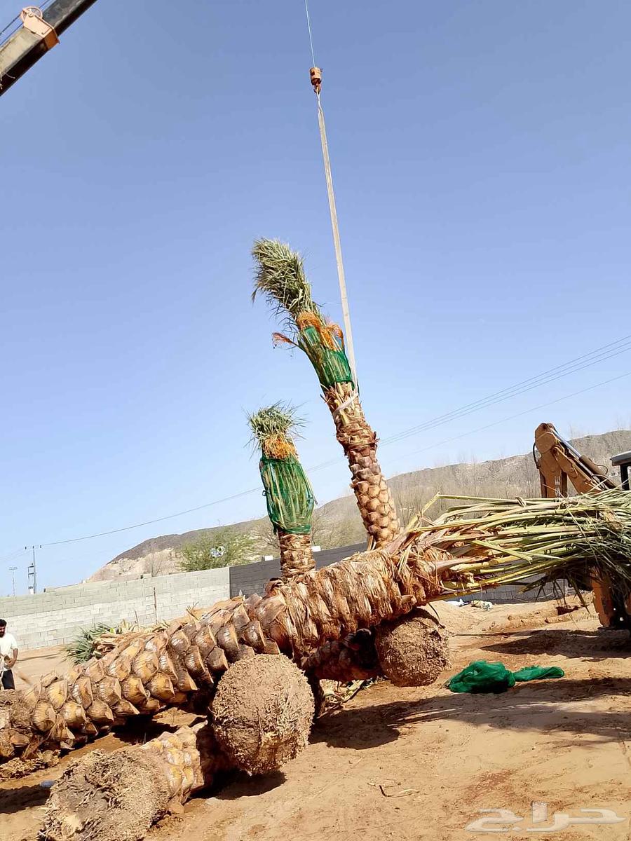 انخل للبيع64404097896193111