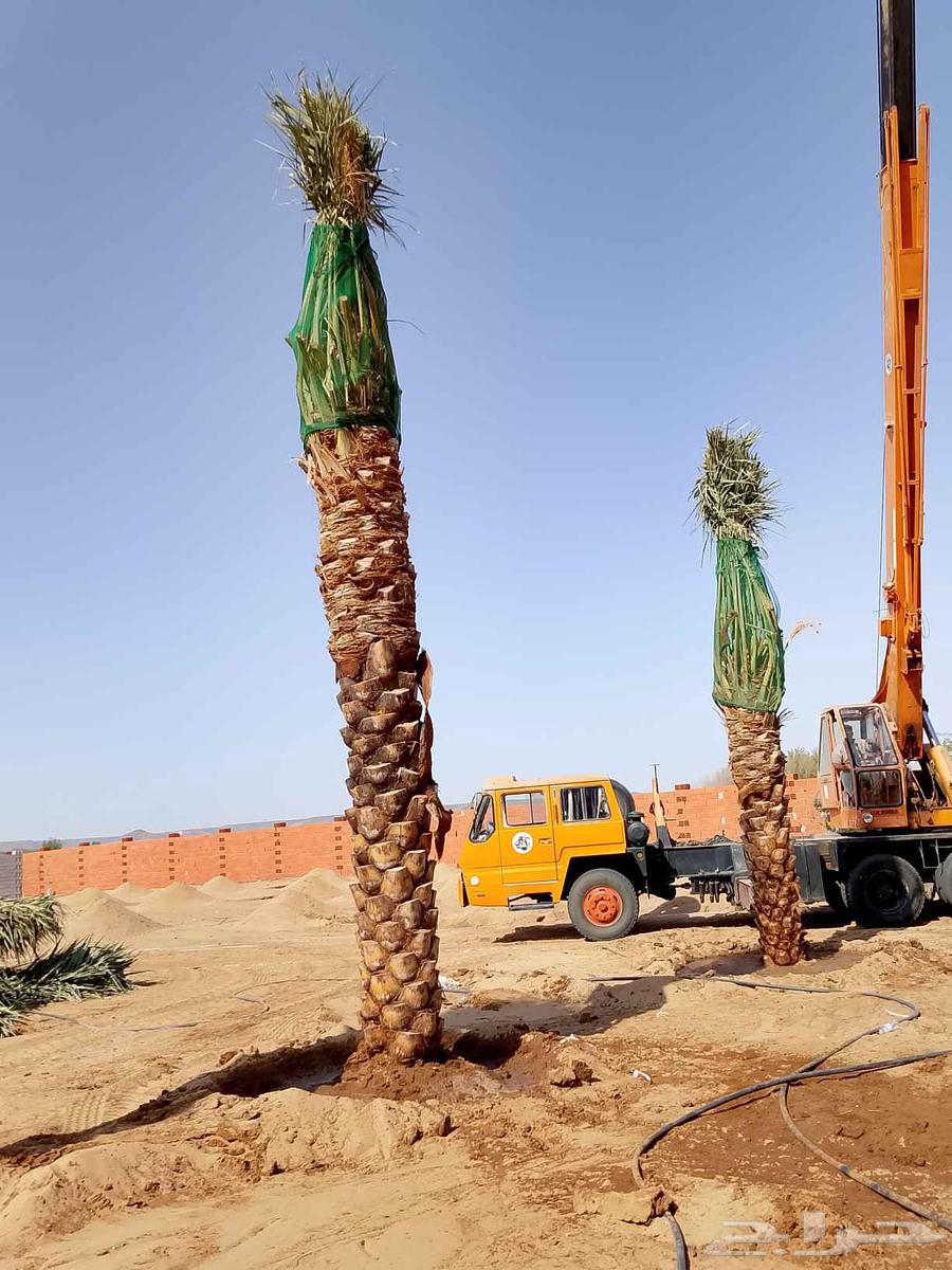 انخل للبيع64404097896193113