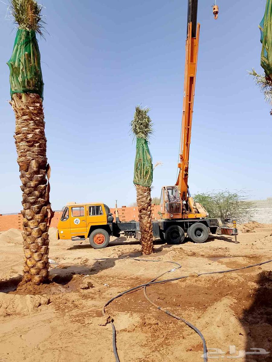 انخل للبيع64404097896193112