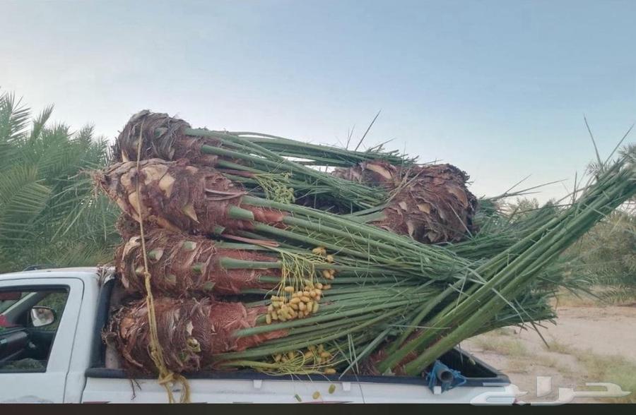 Palm trees for sale in all types and sizes63619648847746111