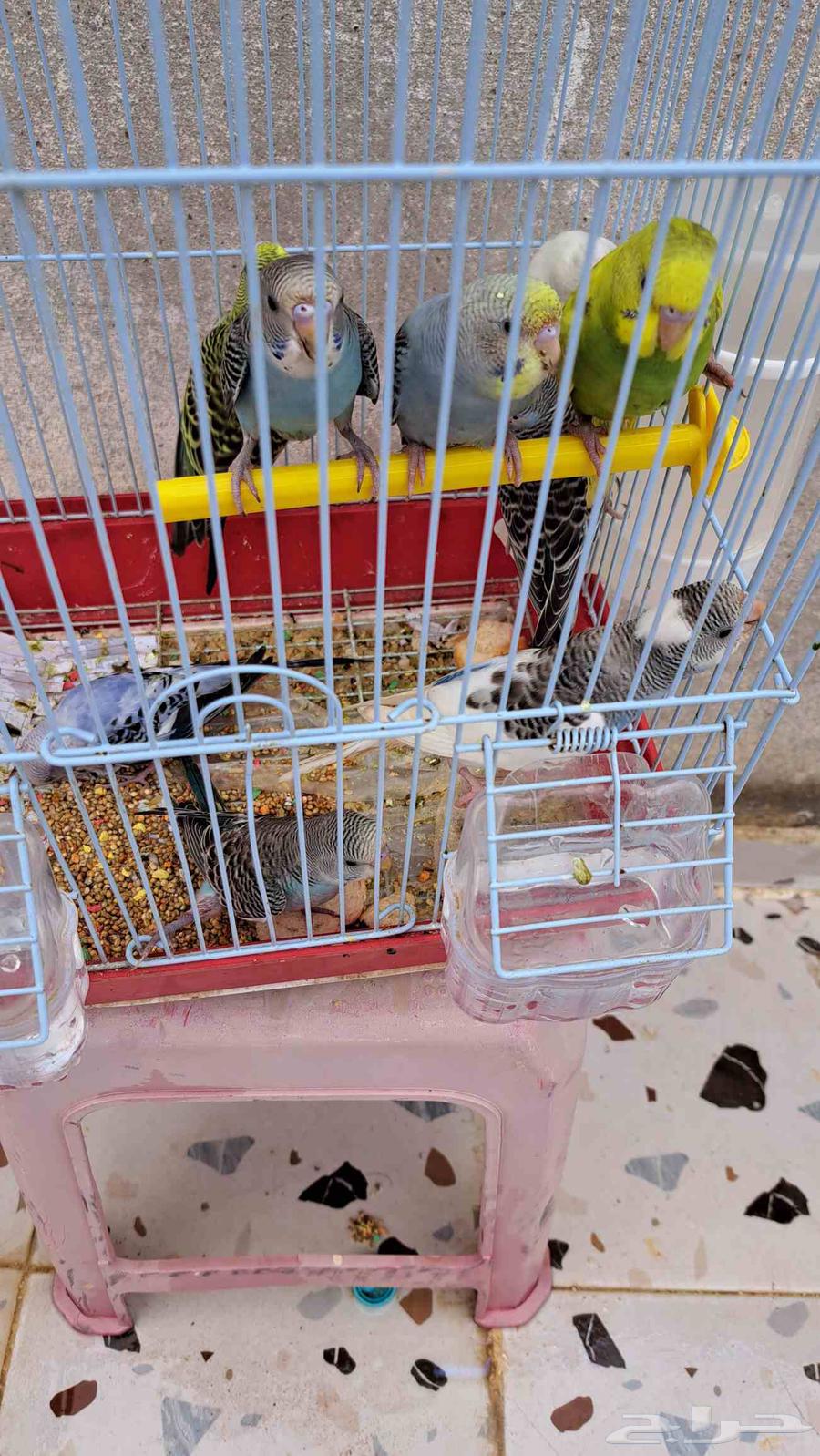 فروخ بادجي منها 964376495161090113