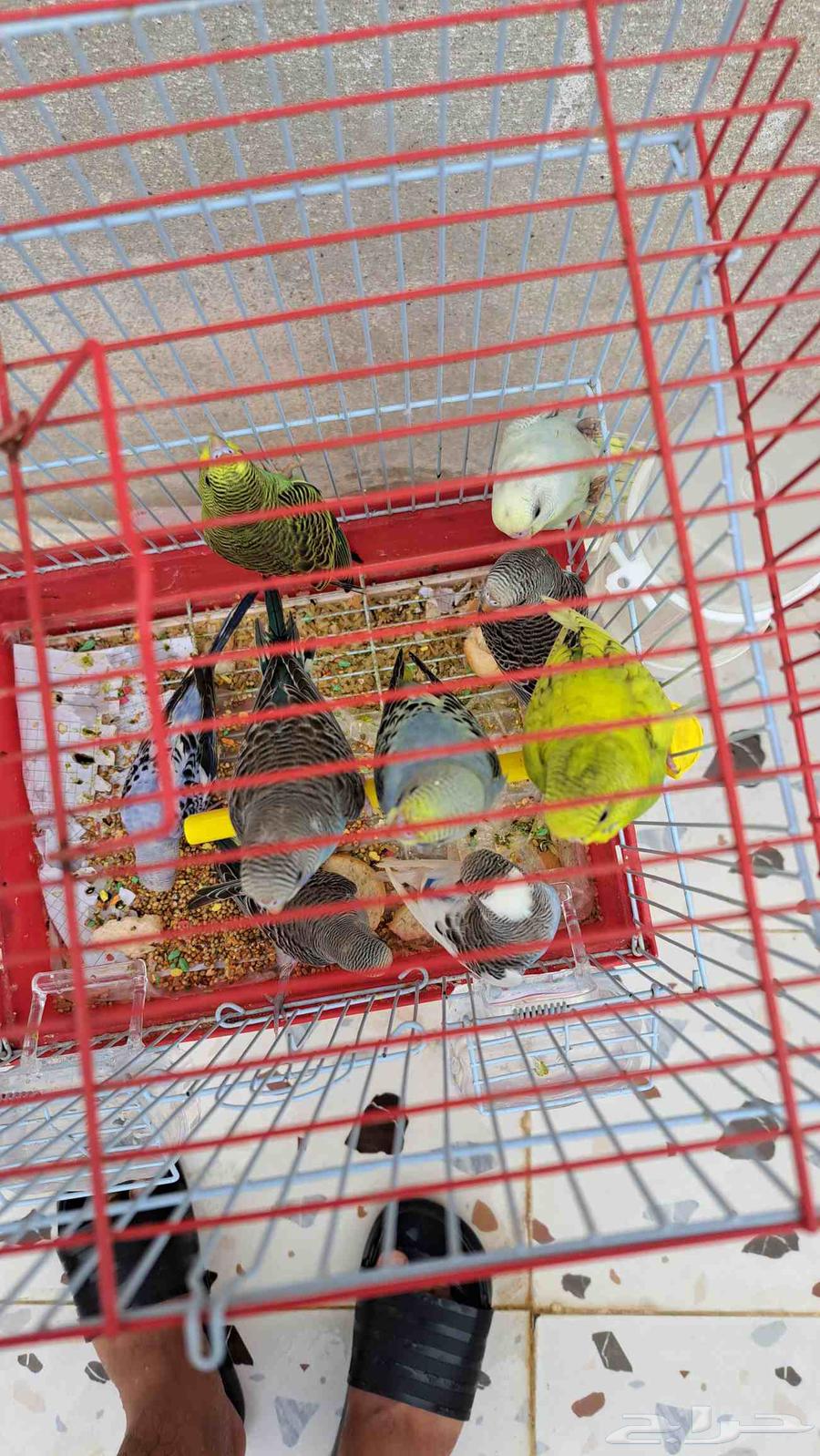 فروخ بادجي منها 964376495161090110