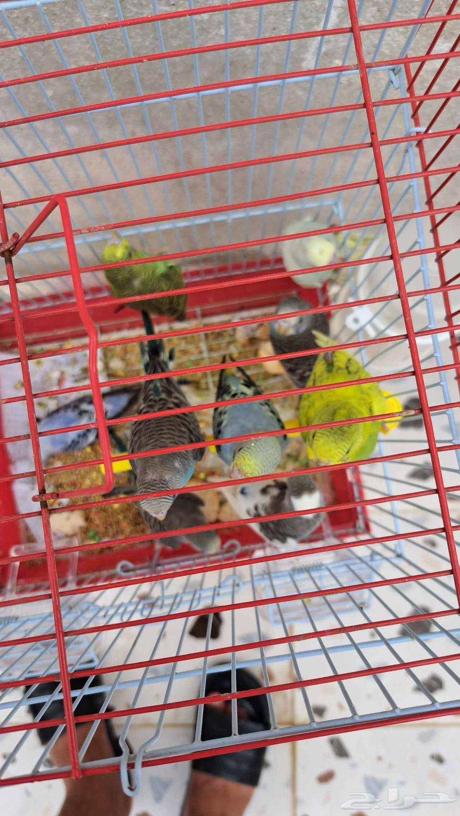 فروخ بادجي منها 964376495161090112