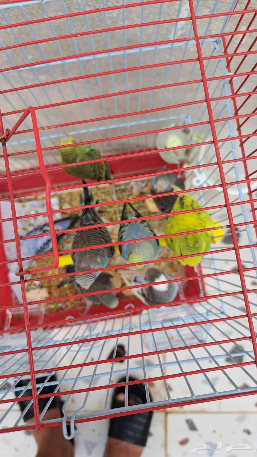 فروخ بادجي منها 964376495161090111