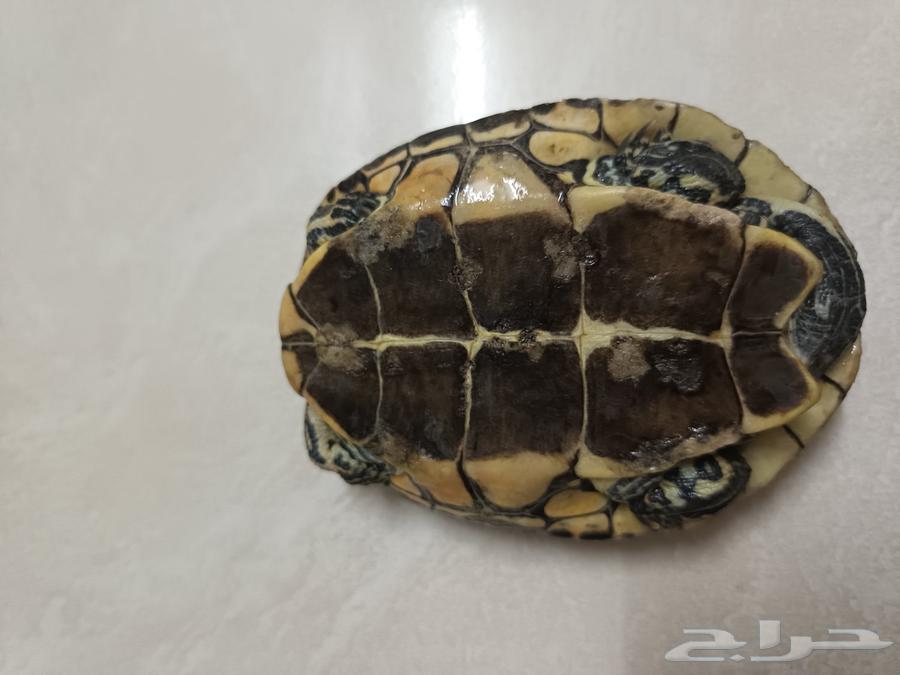 سلحفاة برمائية للبيع64404486474754113