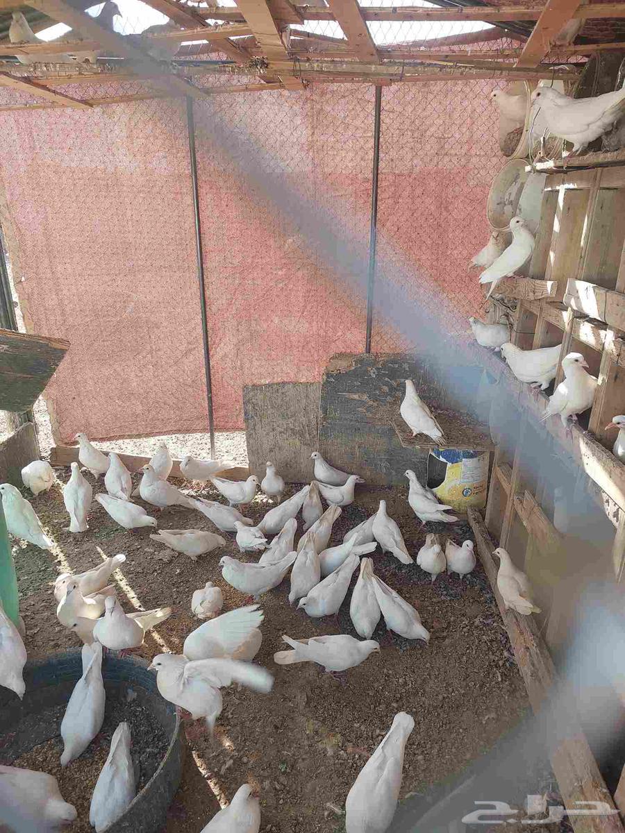 Clean French bath, I'm selling half and keeping half, about 20 pairs for sale64402489447169111